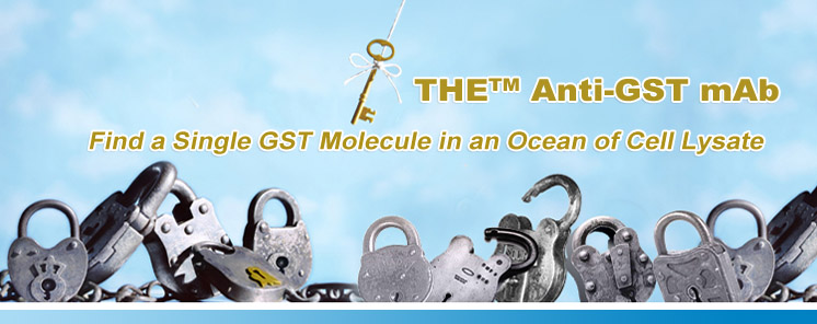 anti GST antibody