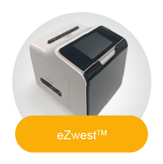 Western Blot