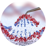 CRISPR/Cas9 Genome Editing