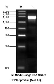 Electrophoresis results of All-In-One Precast 2% Agarose Gel Electrophoresis Kit (L00349)