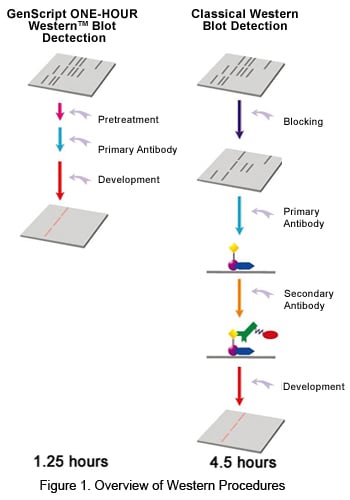 Overview of ONE-HOUR Adcanced Western<sup>TM</sup> Procedure