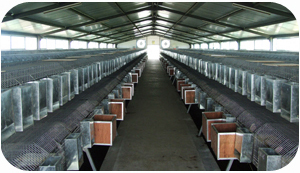  GenScript's Large Scale Antibody Production Services