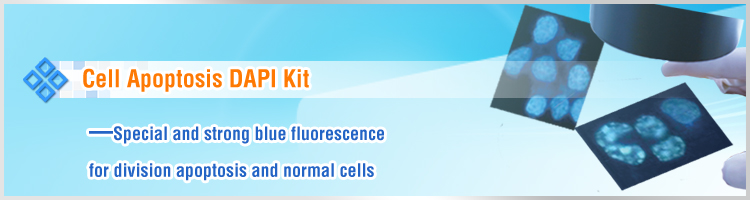 Cell Apoptosis DAPI Detection Kit