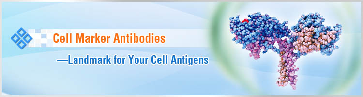 Cell Marker/Cell Surface Antigen Antibodies