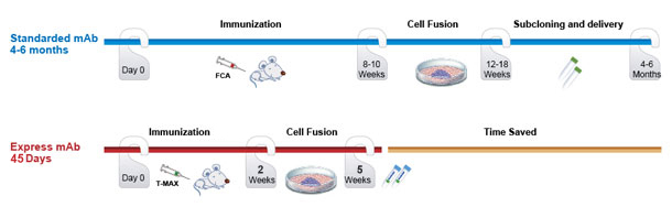 express monoclonal antibody protocal