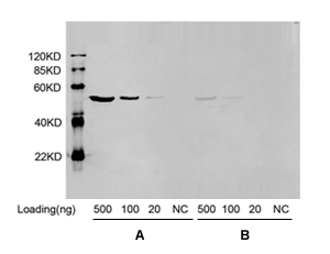 Western blot results obtained using T-Max and Freund's adjuvant