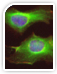 Primary Antibodies