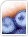 Primary Antibodies