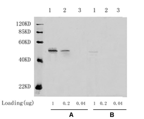 Western blot results obtained using  T-Max and Freund's adjuvant