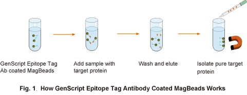 Epitope Tag Antibody Coated MagBeads Workflow