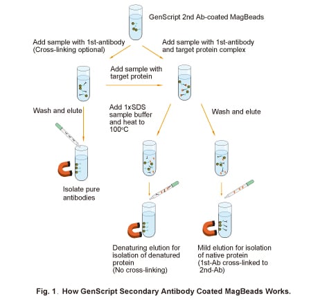 Secondary Antibody Coated MagBeads Workflow