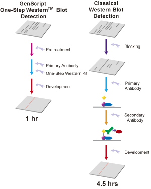 One-Step Western Blot analysis flow chart