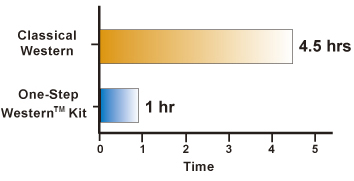 Time analysis on Western Blot Analysis Time analysis on Western Blot Analysis