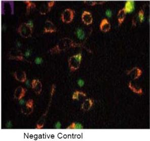 Mitochondrial Apoptosis Detection Kit