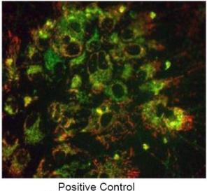 Mitochondrial Apoptosis Detection Kit