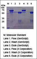 protein purification resin