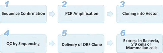orf cloning service orf cloning service