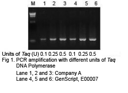 Taq DNA Polymerase
