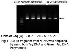 Green Taq DNA Polymerase
