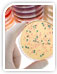 CloneEZ<sup>®</sup> PCR Cloning Kit CloneEZ<sup>®</sup> PCR Cloning Kit