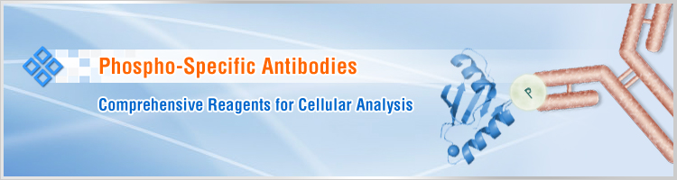 Phospho Specific Antibodies Phospho Specific Antibodies
