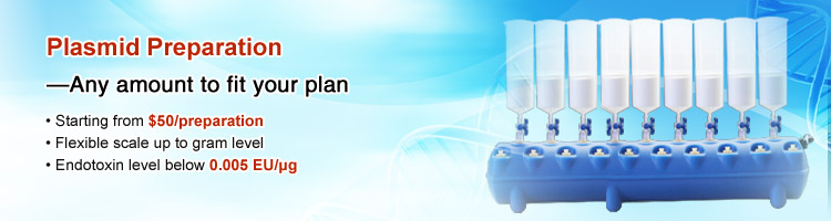plasmid DNA preparation