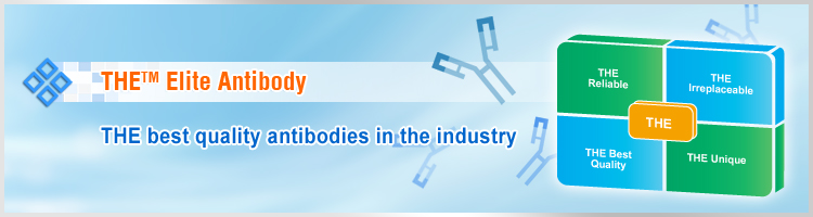 THE<sup>TM</sup> Elite Antibody