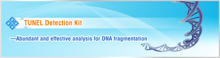 TUNEL Apoptosis Detection Kit