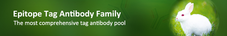 Epitope tag antibodies