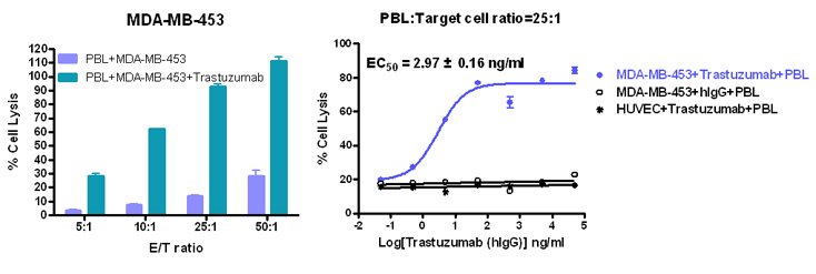Trastuzumab triggered ADCC activity to MDA-MB-453 cells