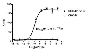 V1B receptor assay