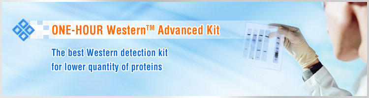Western Blotting Kit, western blot