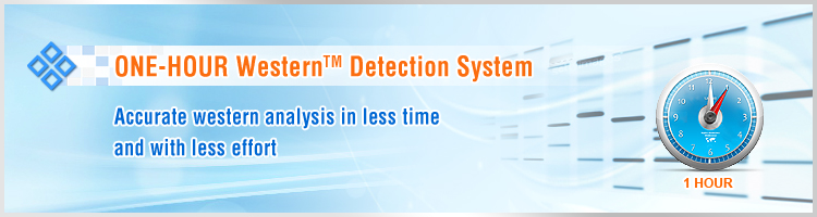 Western Blot Kit