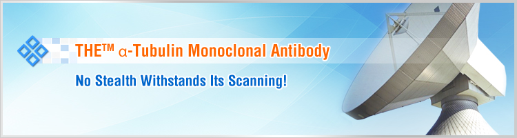 alpha Tubulin Antibody