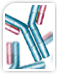 Custom Polyclonal Antibody Services Custom Polyclonal Antibody Services