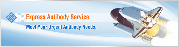 express monoclonal antibody protocal
