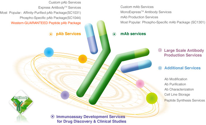 custom antibody production