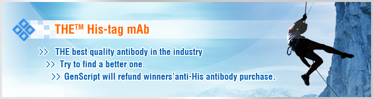 His Tag Antibody