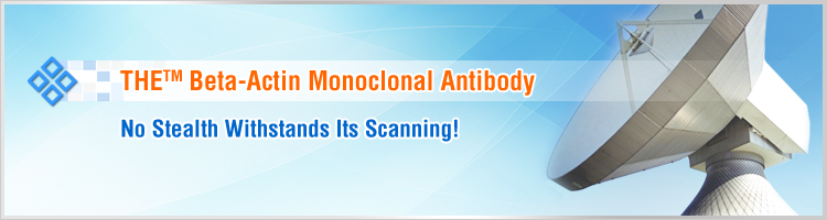 beta Actin Antibody
