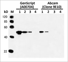 cMyc tag antibody
