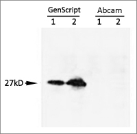 cMyc tag antibody