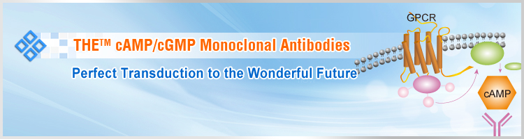 cAMP Antibody, cGMP Antibody