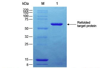 Protein Refolding