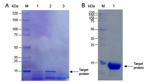 Yeast Expression System Yeast Expression System