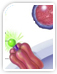 Primary Antibodies
