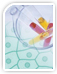 Cell Proliferation