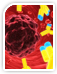 Primary Antibodies
