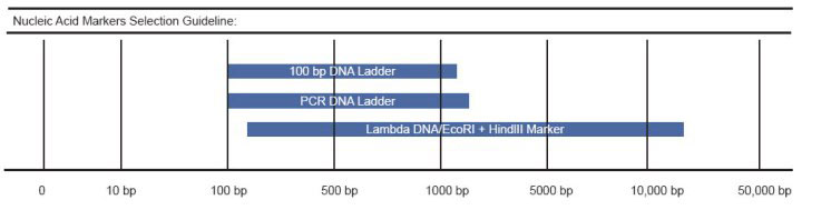 DNA ladders