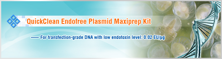 Endofree plasmid Endofree plasmid