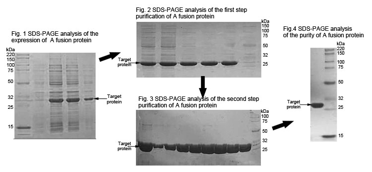 endotoxin free protein production
